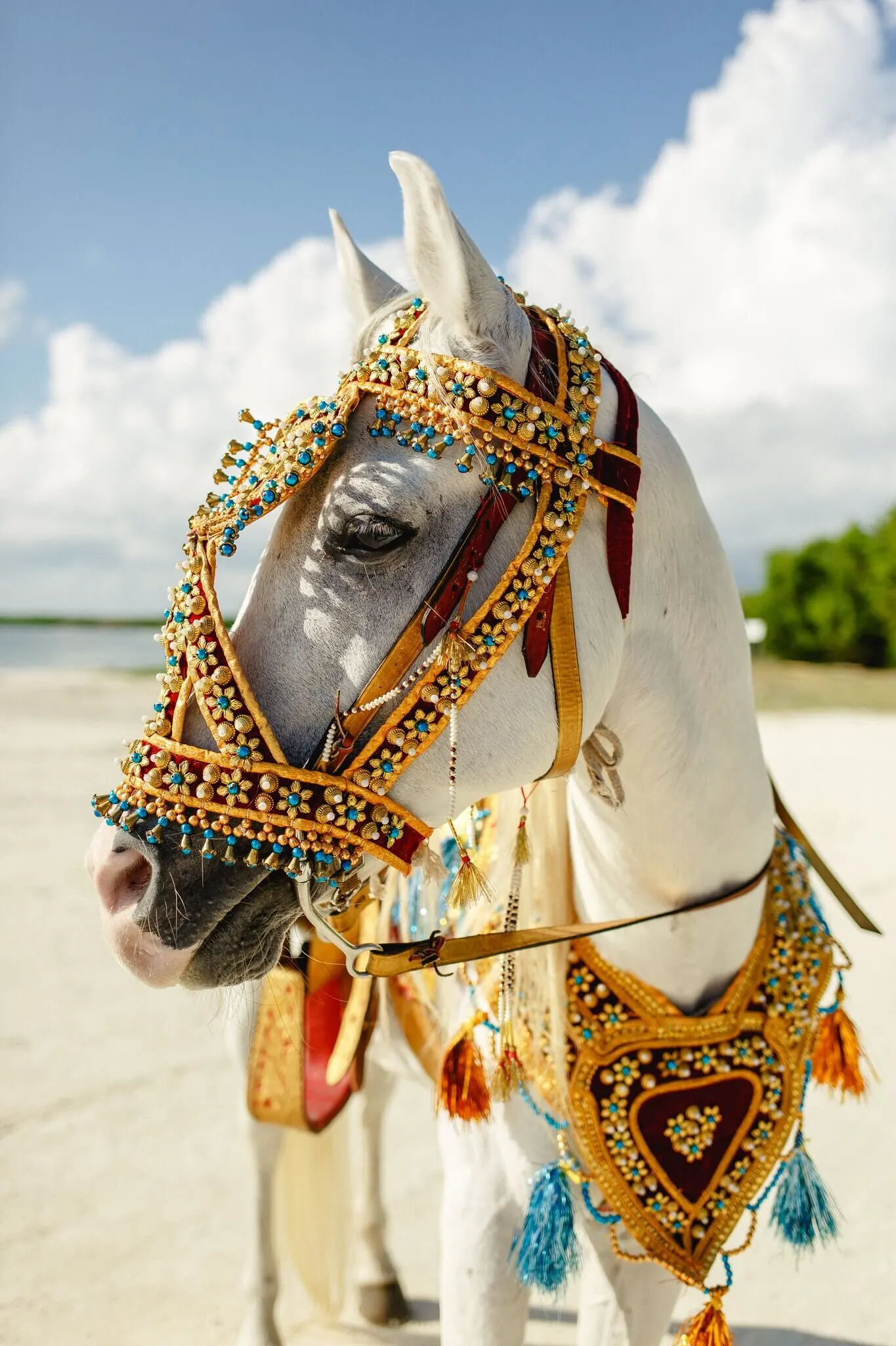 Ornately decorated white horse for Lara Sofia and Atul's baraat on the beach